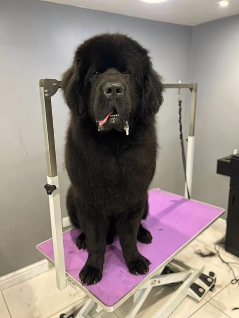 dog-grooming-services-4-kireth-ai