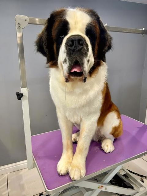 dog-grooming-services-10-kireth-ai