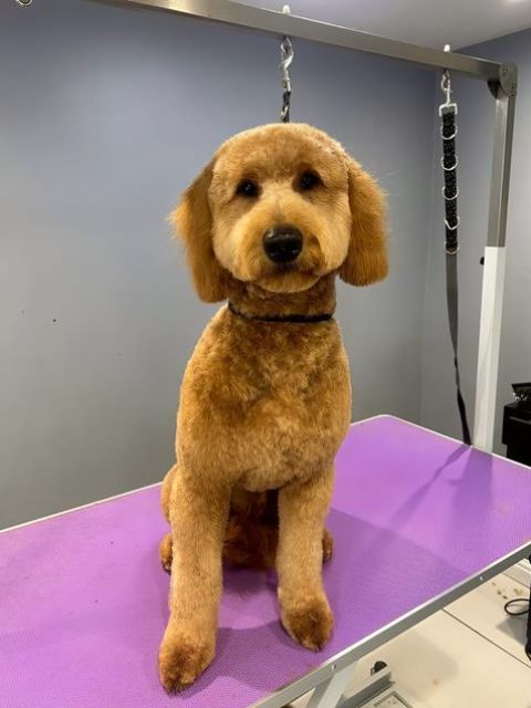 dog-grooming-services-1-kireth-ai