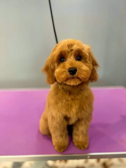 dog-grooming-services-8-kireth-ai
