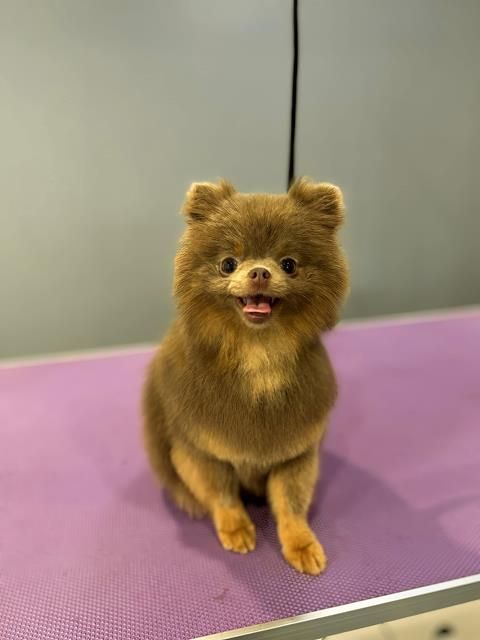 dog-grooming-services-11-kireth-ai